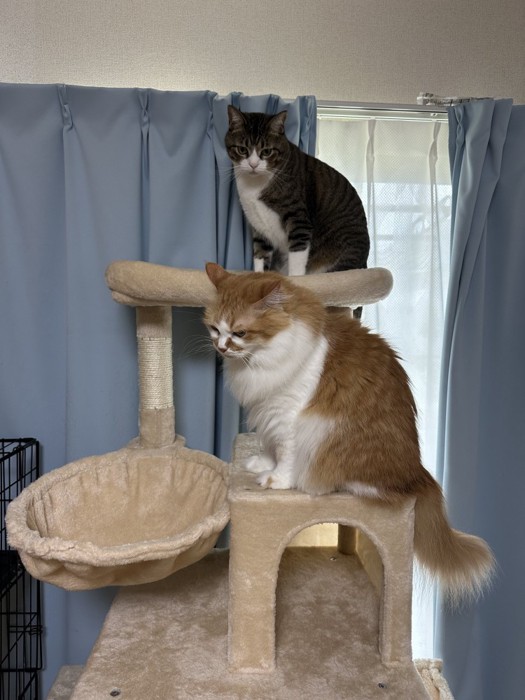 キャットタワーに並ぶ2匹