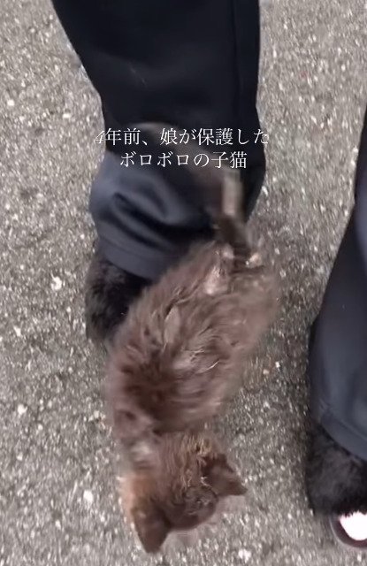 足元にいる子猫