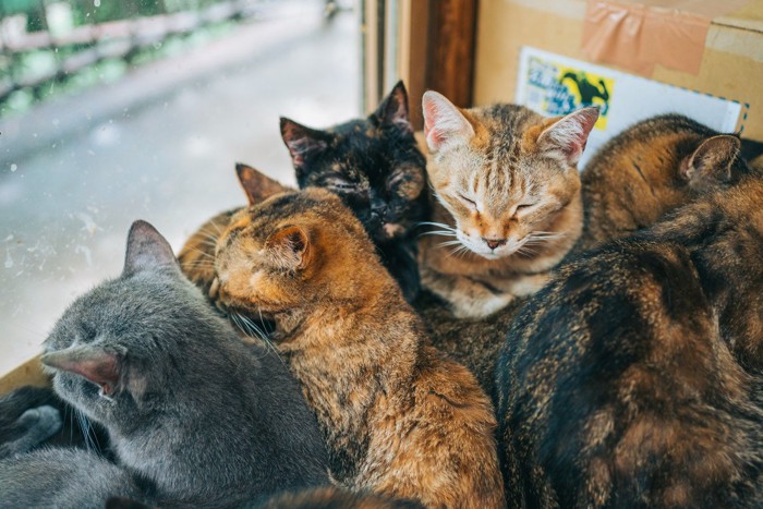 たくさんの猫