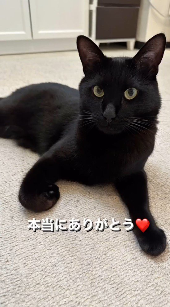 床に座って飼い主を見つめる猫