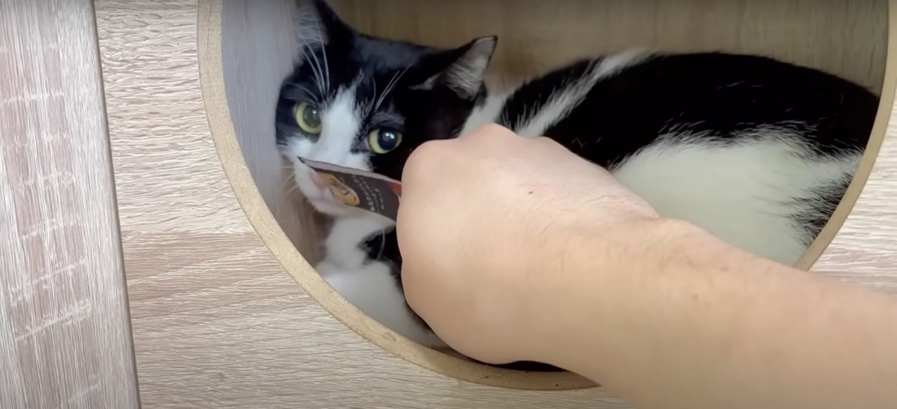 じっとしている猫