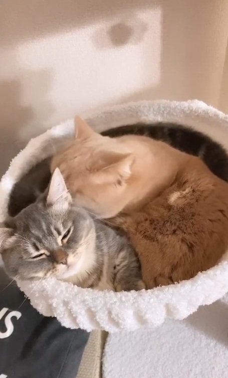 うとうとするみりんくん