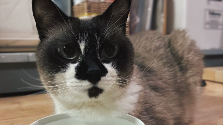 飲み水の前に座る猫