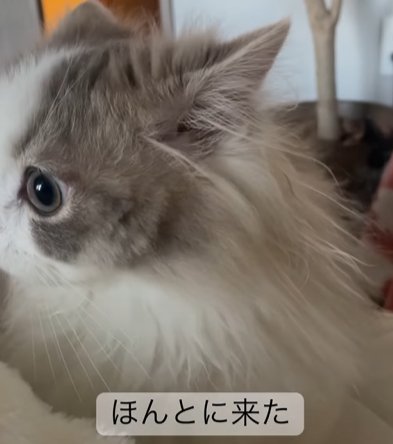 向かって左を向く猫のアップ