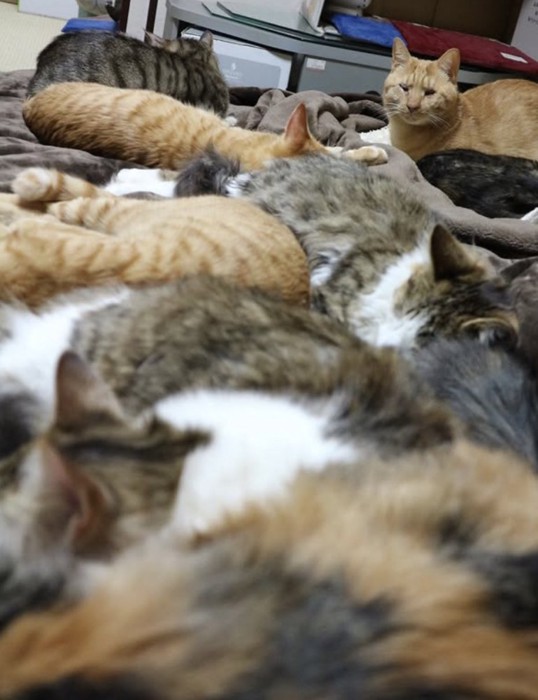 寝転がっているたくさんの猫
