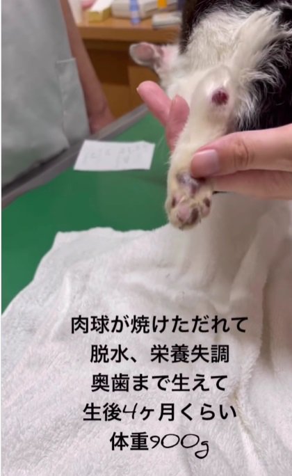 子猫の足