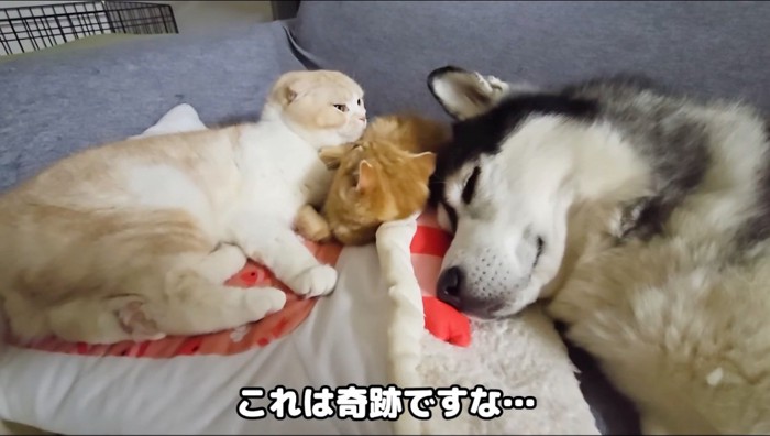 ソファに寝転がる子猫とスコティッシュフォールドとハスキー犬