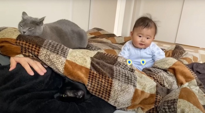 グレー猫と子ども