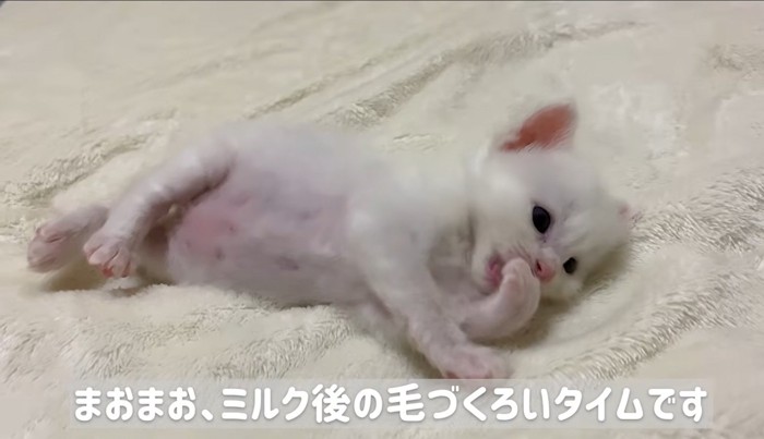 横になって毛づくろいしている子猫