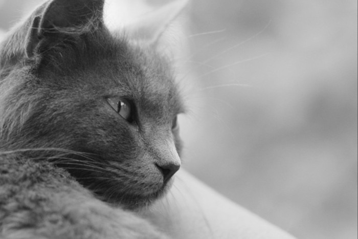 猫の白黒写真