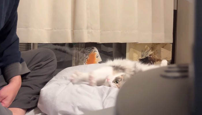 寝転がる猫