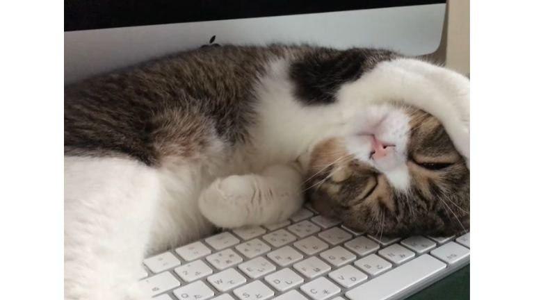 キーボードの上で眠る猫