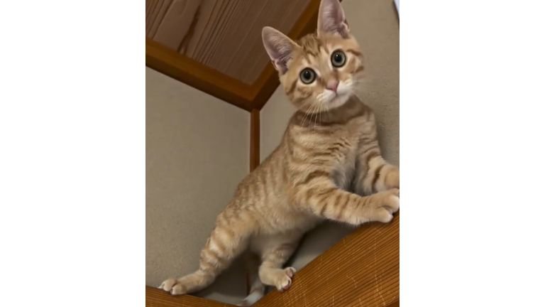天井近くにいる猫