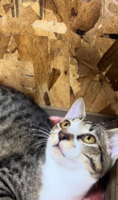 大きくなった子猫