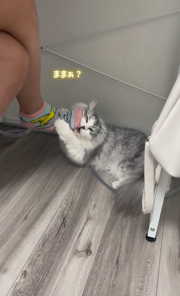 顔を押し付ける猫