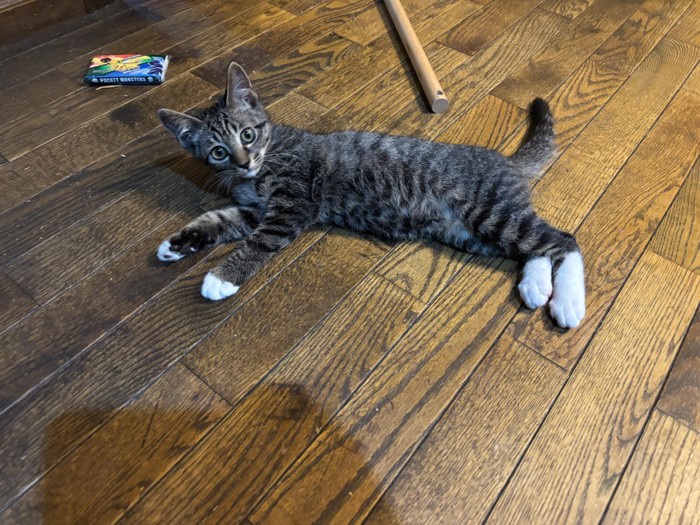 寝そべる子猫