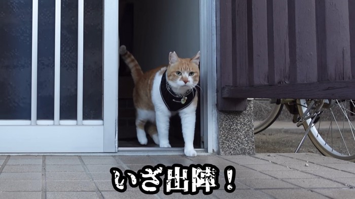 玄関を出る猫