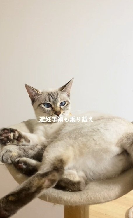 ねそべっているサバ白猫