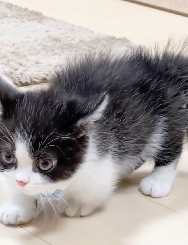 ツンツンヘアー