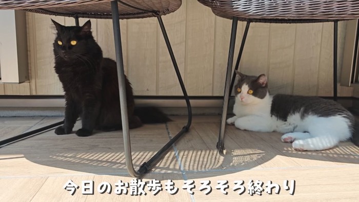 椅子の下でくつろぐ2匹の猫