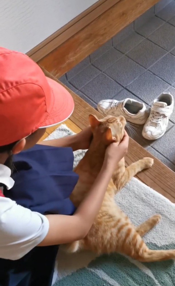 女の子になでてもらう猫