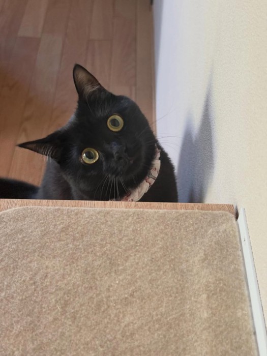 首を傾げる猫
