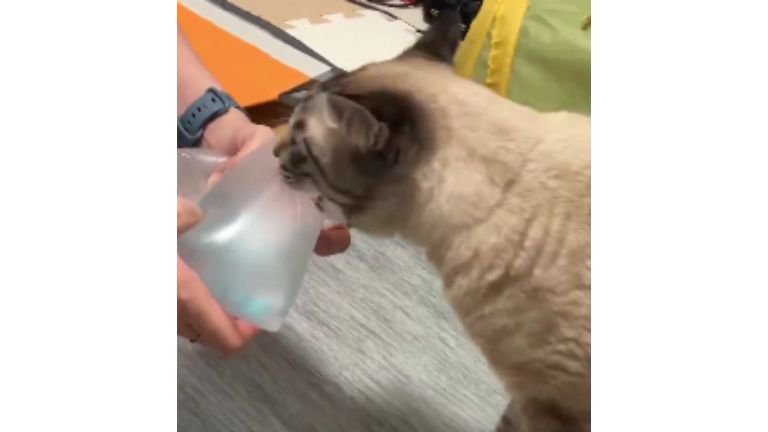 猫とエア梱包材