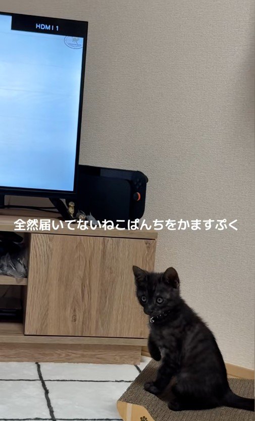 爪とぎに座っている子猫