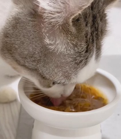 ご飯を食べる猫