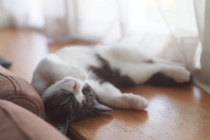 仰向けに眠る猫