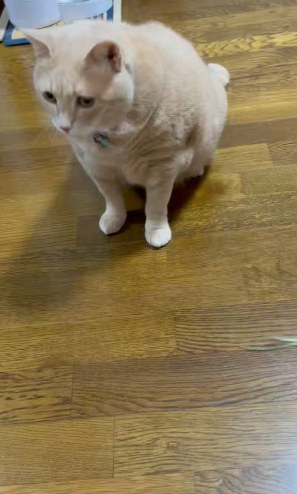 左を向いた猫