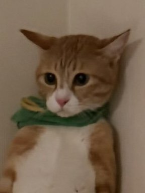 反省している表情の茶白猫