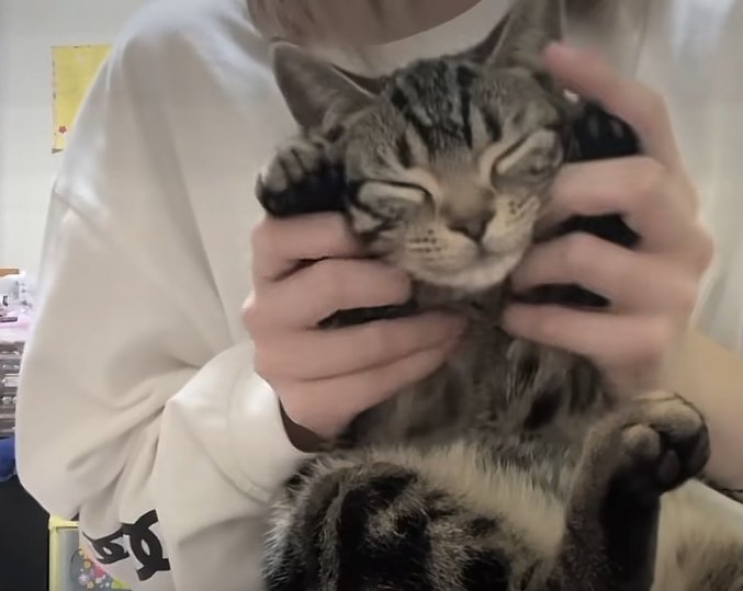 飼い主の膝の上で両前足を握られている目を瞑った猫