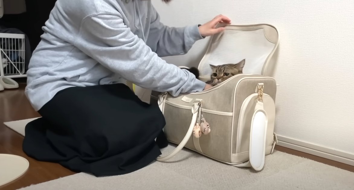 キャリーバッグから顔を出す猫と抑える人