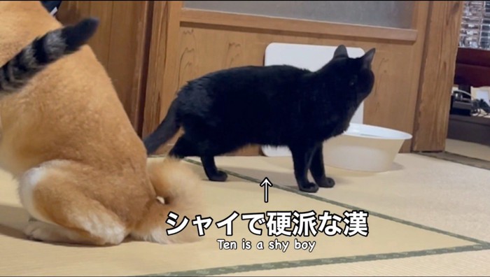 老人に背中を向ける黒猫