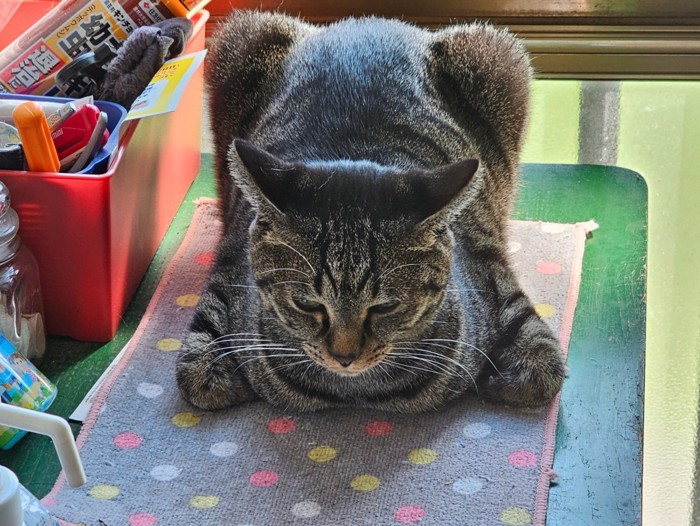 全体的にゴツい猫