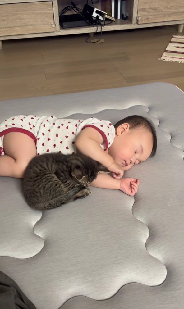 寝ている赤ちゃんと子猫