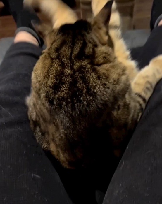 飼い主の足の間に埋もれている猫