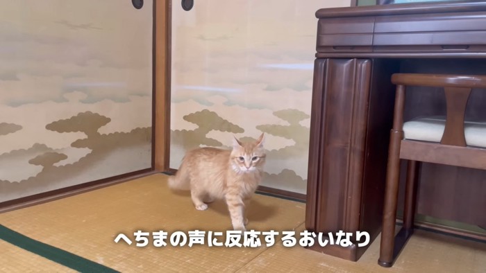 ふすまの前に立っている猫