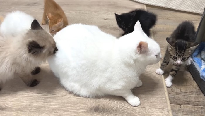 子猫たち集合