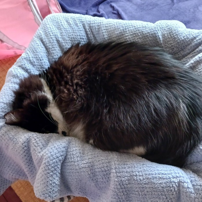 寝ている白黒猫