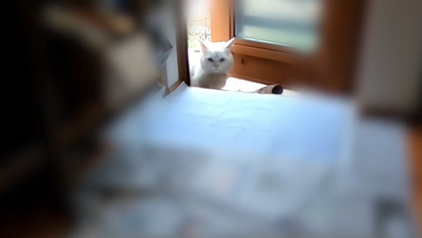 玄関の外から室内をうかがうシロちゃん