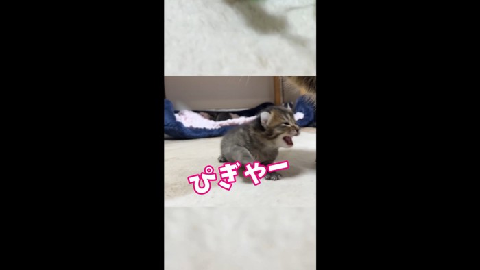 右手をあげ「ぴぎゃー」と鳴く子猫