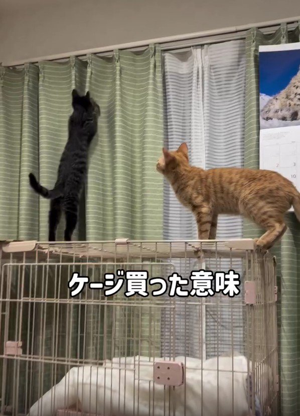 ケージの上の2匹の猫