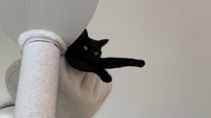 キャットタワーで腕を伸ばす黒猫