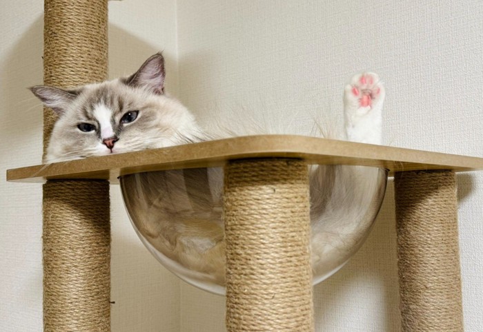 宇宙船ボウルにいる猫