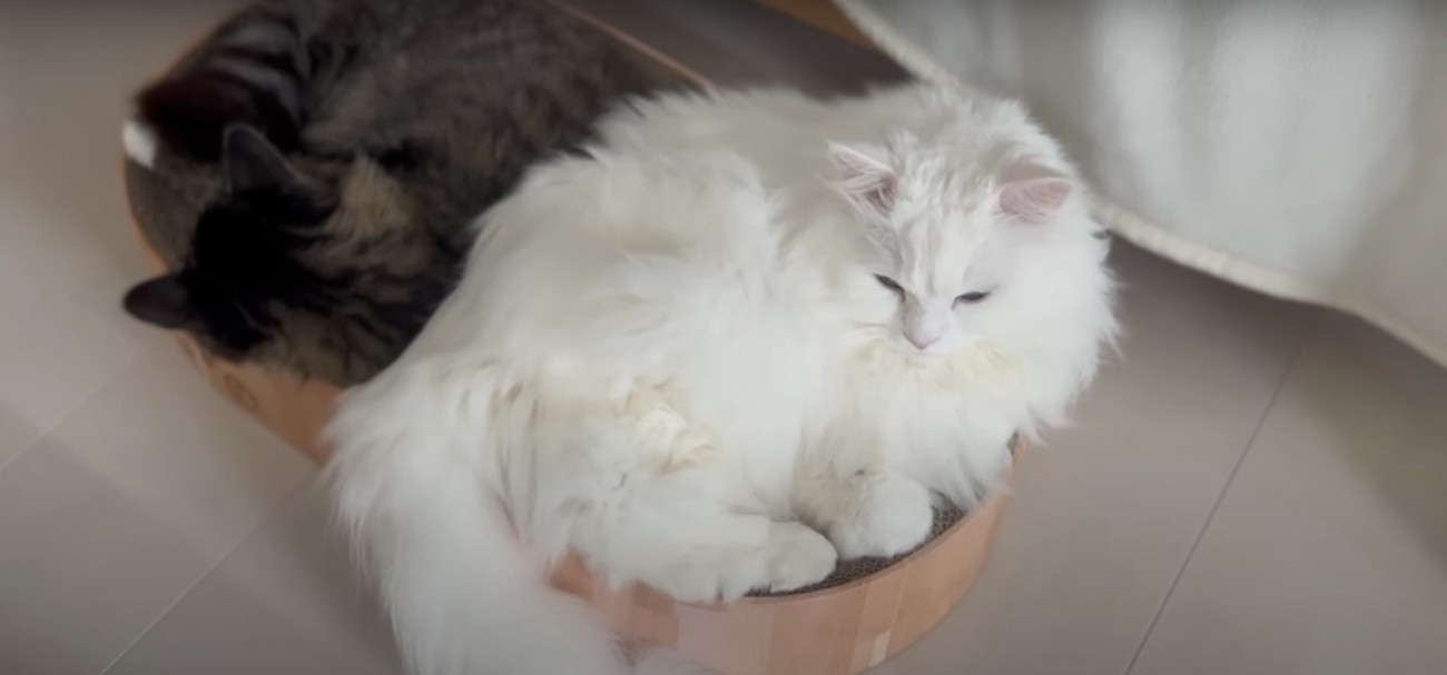 ベッドの上にいる2匹の猫