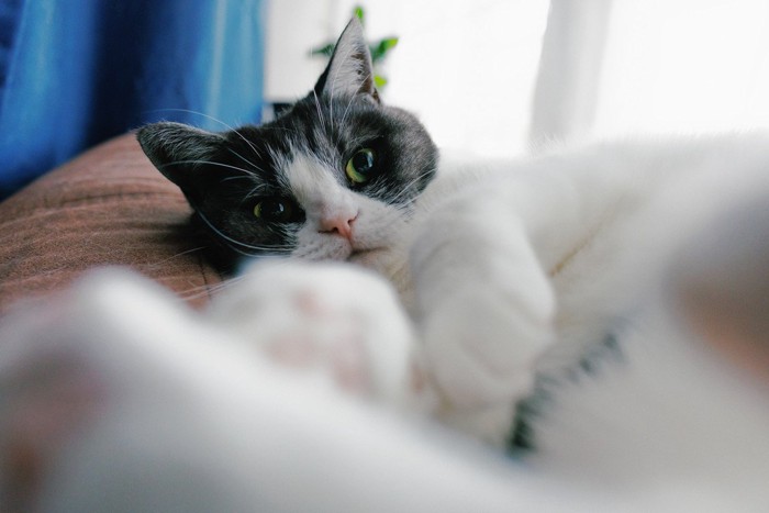 寝転ぶ猫 