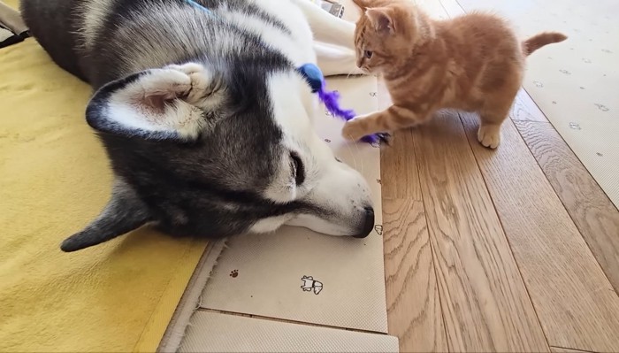 猫じゃらし遊び