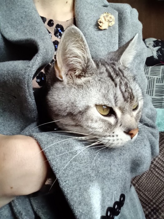 飼い主のコートに入り込む猫